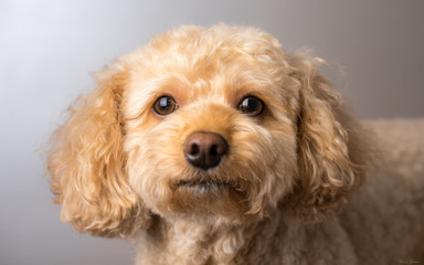 Cavapoo
